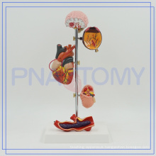 PNT-0759 Medical Hypertension Models,High Blood Pressure Model